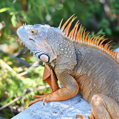 Iguane