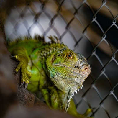Iguane - Comment nourrir un iguane correctement ?