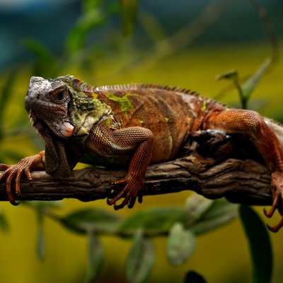 Iguane - Quelles sont les couleurs et les phases de l’iguane ?