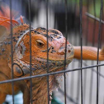 Iguane - Sélectionner un éleveur d’iguanes nés en captivité