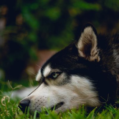 Husky de Sibérie