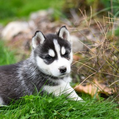 Husky de Sibérie