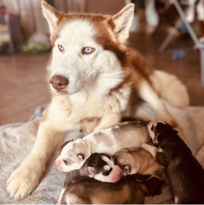 Husky de Sibérie - photo 1