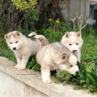 Husky de Sibérie - photo 2