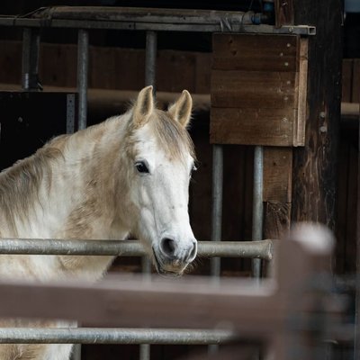 Lipizzan - Lipizzan : quel prix pour un poulain ?