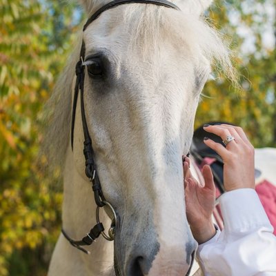 Lipizzan - Quelles sont les robes du Lipizzan ?