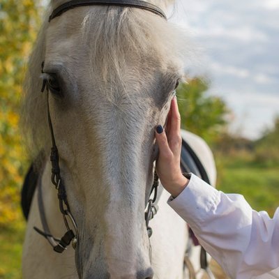 Lipizzan - Choisir mon cheval Lipizzan