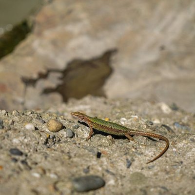 Lézard - Lézard : quel prix pour un juvénile ?