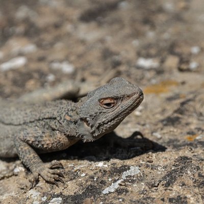 Lézard - Morphologie du lézard