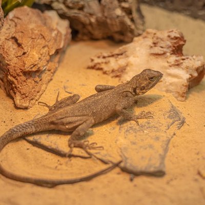 Lézard - Installer le terrarium d’un lézard