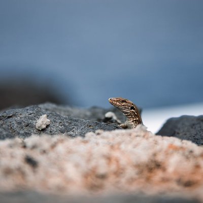 Lézard - Comportement du lézard