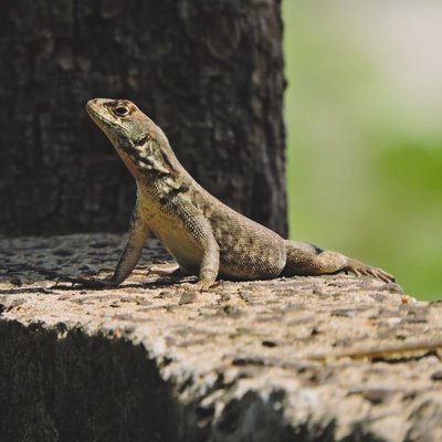 Lézard