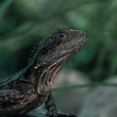 Lézard - Comment nourrir un lézard correctement ?