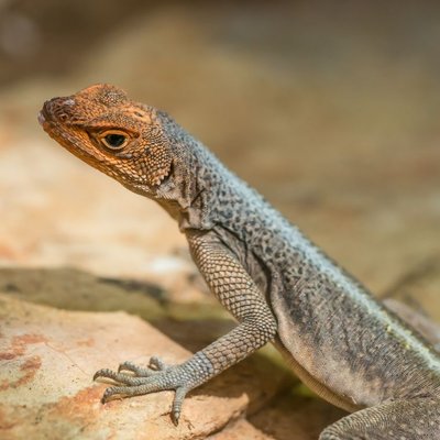Lézard - Quelles sont les couleurs et les phases des lézards ?