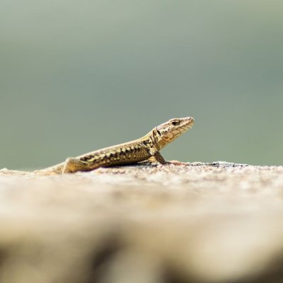 Lézard - Sélectionner un éleveur de lézards nés en captivité