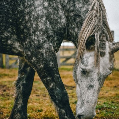 Percheron - Percheron : quel prix pour un poulain ?