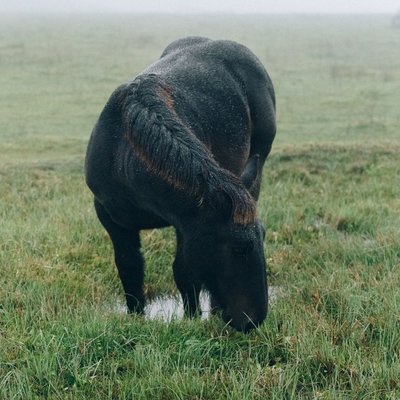 Percheron - Sélectionner un élevage de poulain Percheron