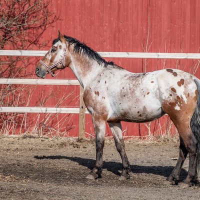 Appaloosa - Appaloosa : quel prix pour un poulain ?