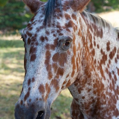 Appaloosa - Morphologie de l’Appaloosa