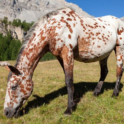 Appaloosa - Conditions de vie de l’Appaloosa