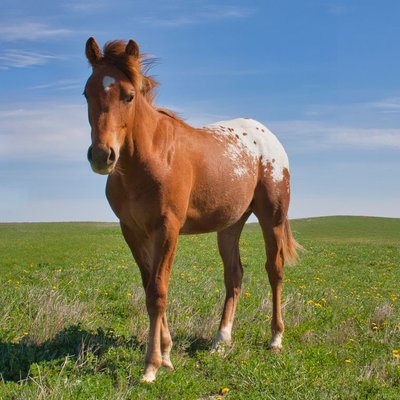 Appaloosa - Caractère de l’Appaloosa