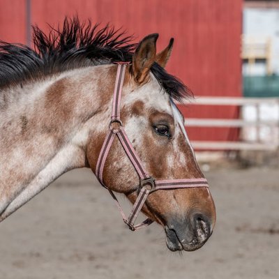 Appaloosa