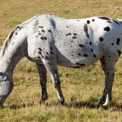 Appaloosa - Comment nourrir un poulain Appaloosa correctement ?