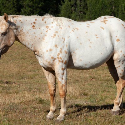 Appaloosa - Quelles sont les robes de l’Appaloosa ?
