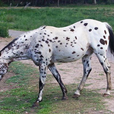 Appaloosa - Sélectionner un élevage de poulains Appaloosa