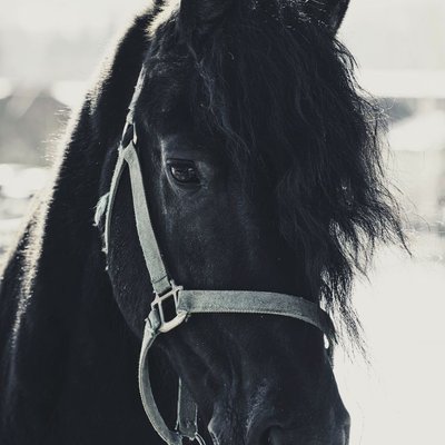 Frison - Frison : quel prix pour un poulain ?