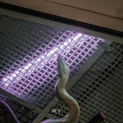Serpent - Serpent : quel prix pour un juvénile ?