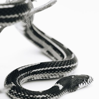 Serpent