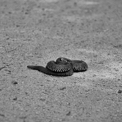 Serpent - Comment nourrir un serpent correctement ?
