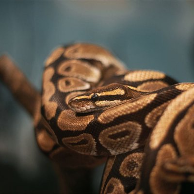 Serpent - Quelles sont les couleurs et les phases du serpent ?