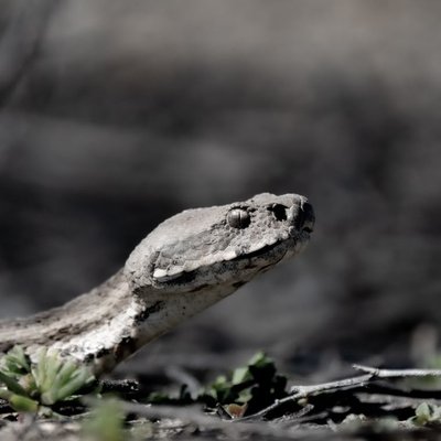 Serpent - Sélectionner un éleveur de serpents nés en captivité