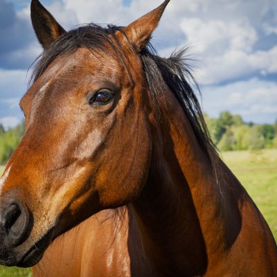 Quarter Horse - Quarter Horse : quel prix pour un poulain ?