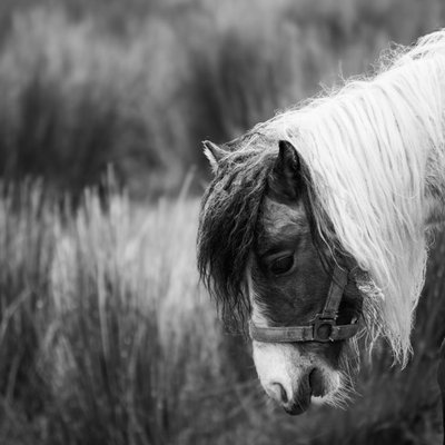 Connemara - Connemara : quel prix pour un poulain ?