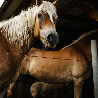 Haflinger - Haflinger : quel prix pour un poulain ?