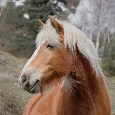Haflinger - Morphologie du Haflinger