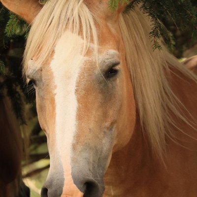 Haflinger - Conditions de vie du Haflinger
