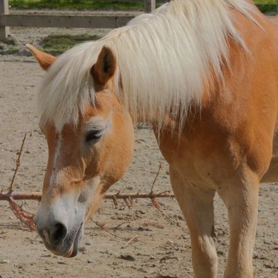 Haflinger - Caractère du Haflinger
