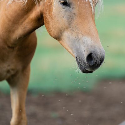 Haflinger - Points sensibles