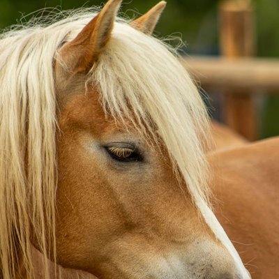 Haflinger - Comment nourrir un Haflinger correctement ?