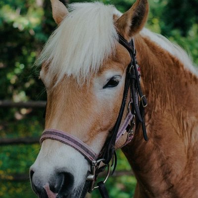 Haflinger - Quelles sont les robes du Haflinger ?