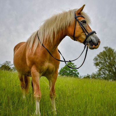 Haflinger - Sélectionner un élevage de Haflinger
