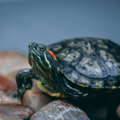 Tortue - Tortue : quel prix pour un juvénile ?
