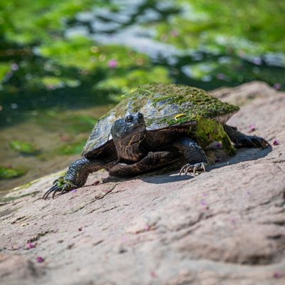 Tortue - Morphologie de la tortue