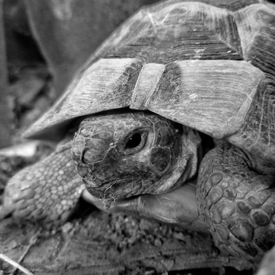 Tortue - Comportement de la tortue