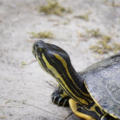 Tortue
