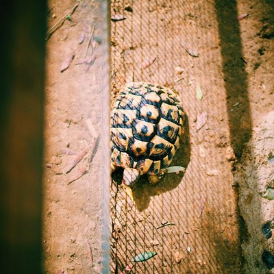 Tortue - Comment nourrir une tortue correctement ?